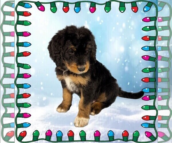 Medium Photo #20 Bernedoodle Puppy For Sale in BLACK FOREST, CO, USA