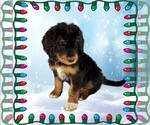 Small Photo #20 Bernedoodle Puppy For Sale in BLACK FOREST, CO, USA