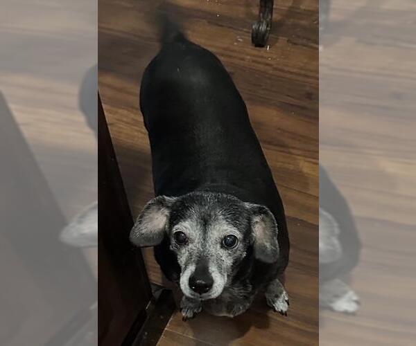 Medium Photo #2 Chiweenie Puppy For Sale in Los Angeles, CA, USA