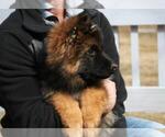 Small #1 German Shepherd Dog