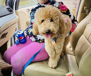 Goldendoodle Puppy for sale in WEST ROXBURY, MA, USA