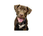 Small #2 Labrador Retriever Mix