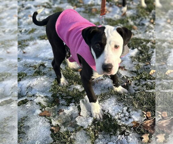 Medium Photo #4 American Pit Bull Terrier-Unknown Mix Puppy For Sale in Germantown, OH, USA