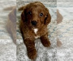 Small Photo #2 Goldendoodle (Miniature) Puppy For Sale in PENSACOLA, FL, USA