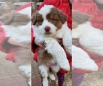 Puppy 5 Australian Shepherd-English Shepherd Mix
