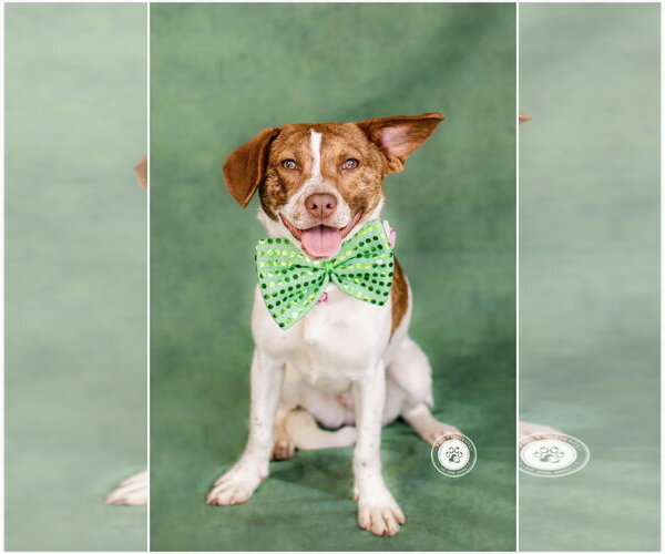 Medium Photo #3 Beagle-Unknown Mix Puppy For Sale in Newport Beach, CA, USA