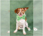 Small Photo #3 Beagle-Unknown Mix Puppy For Sale in Newport Beach, CA, USA
