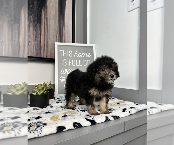 Medium Photo #7 Cavapoo Puppy For Sale in FRANKLIN, IN, USA