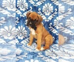 Small Photo #2 Boxer Puppy For Sale in LANCASTER, PA, USA