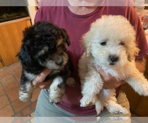 Poodle (Toy)-Schnauzer (Miniature) Mix Puppy for sale in SCOTTSDALE, AZ, USA