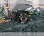 Small #1 Schnauzer (Miniature)