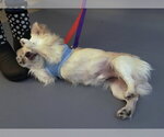 Small Photo #3 Paperanian Puppy For Sale in Princeton, MN, USA