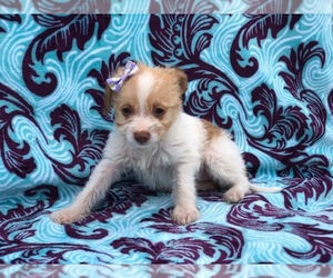 Chihuahua-Fox Terrier (Smooth) Mix Puppy for sale in MYERSTOWN, PA, USA