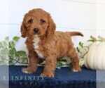 Small Cavapoo