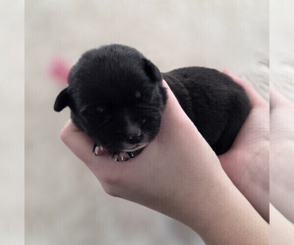 Medium Photo #1 Borador Puppy For Sale in FORTUNA, CA, USA