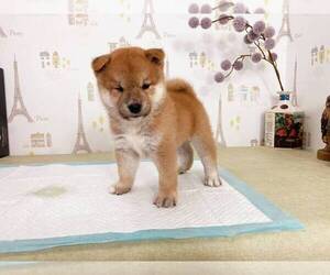 Shiba Inu Puppy for sale in MONTEREY PARK, CA, USA