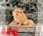 Small #2 Pomeranian
