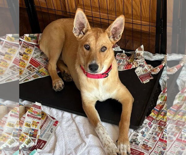 Medium Photo #3 Carolina Dog-Huskies  Mix Puppy For Sale in Lawrenceville, NJ, USA