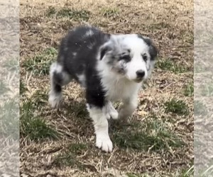 Border Collie Puppy for sale in BARDSTOWN, KY, USA