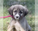DAVE - Male Mutt Dog for Adoption - Small photo
