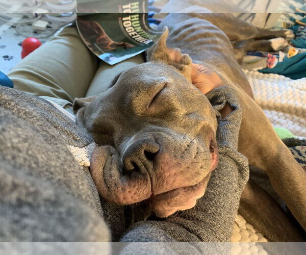 Medium Photo #4 American Pit Bull Terrier-Staffordshire Bull Terrier Mix Puppy For Sale in Princeton, MN, USA