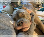 Small #3 American Pit Bull Terrier-Staffordshire Bull Terrier Mix