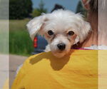 Small #4 Maltese
