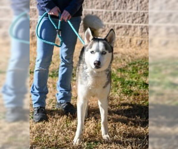 Medium Photo #2 Siberian Husky Puppy For Sale in Glen Allen, VA, USA