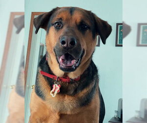 Kobe - Male Mutt Dog for Adoption - Photo #4