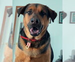 Small Photo #4 Mutt Puppy For Sale in Lake Wylie, SC, USA