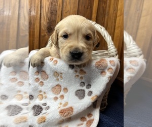 Golden Retriever Puppy for sale in NEOLA, WV, USA