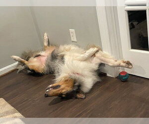 Blue - Male Collie Dog for Adoption - Photo #3
