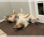 Small Photo #3 Collie Puppy For Sale in Chantilly, VA, USA