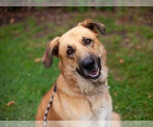 Anatolian Shepherd-German Shepherd Dog Mix Dogs for adoption in Martinez, CA, USA