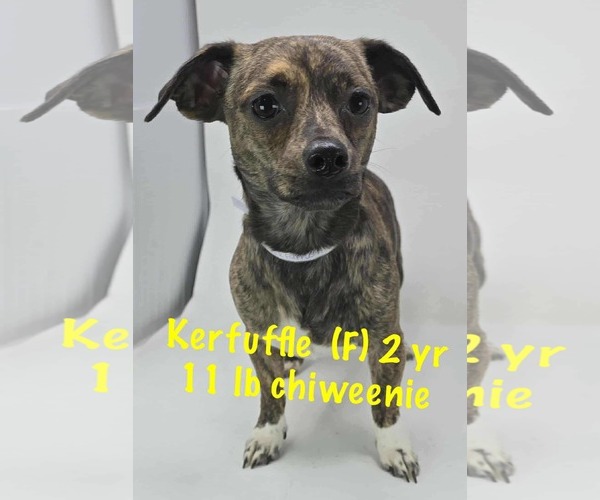 Medium Photo #4 Chiweenie Puppy For Sale in pomfret, CT, USA