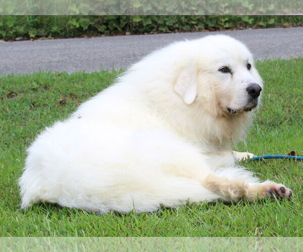 Medium Photo #4 Great Pyrenees Puppy For Sale in Prattville, AL, USA