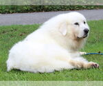 Small #3 Great Pyrenees