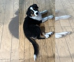 Puppy Puppy 1 Ace Australian Shepherd