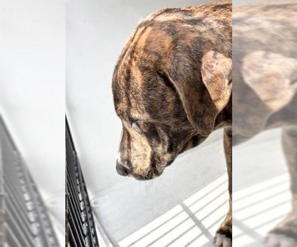 Medium Photo #2 Mutt Puppy For Sale in Houston, TX, USA