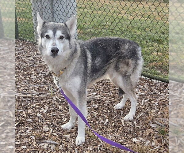 Medium Photo #1 Siberian Husky Puppy For Sale in Waterford, VA, USA