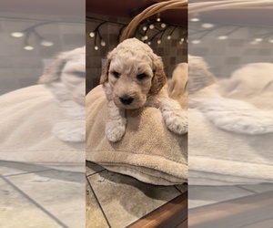 Medium Goldendoodle