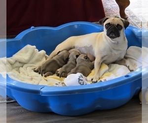 Mother of the Pug puppies born on 04/10/2025