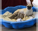 Small Photo #1 Pug Puppy For Sale in GUTHRIE, KY, USA