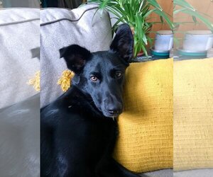 Labrador Retriever-Unknown Mix Dogs for adoption in Essex, VT, USA