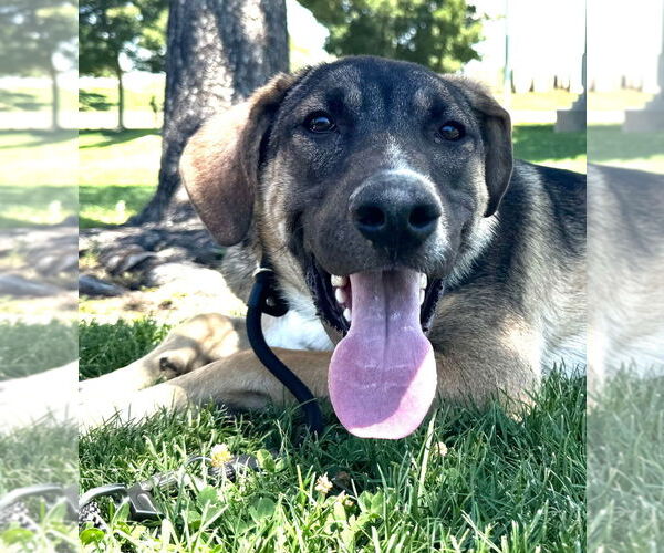 Medium Photo #21 Mutt Puppy For Sale in Lake Forest, CA, USA