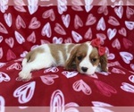 Small #5 Cavalier King Charles Spaniel