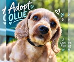 Small Poodle (Miniature)