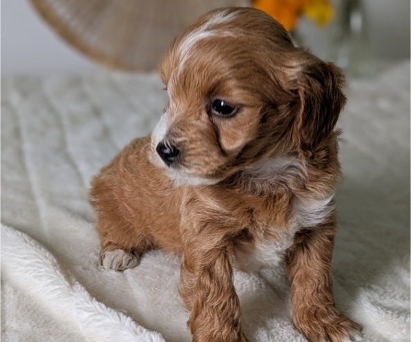 Medium Photo #62 Poovanese Puppy For Sale in GOSHEN, IN, USA