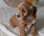 Small Photo #62 Poovanese Puppy For Sale in GOSHEN, IN, USA
