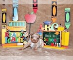 Small Photo #114 Chihuahua Puppy For Sale in CHARLESTON, AR, USA